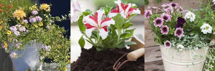 Tips vid plantering av sommarblommor Tips vid plantering av sommarblommor